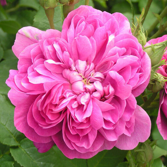 Rose Damascena