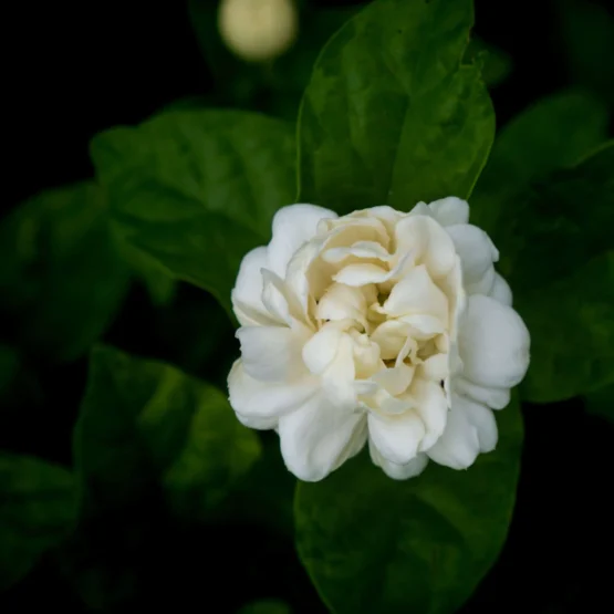 Ruh Motia/ Jasmine Sambac